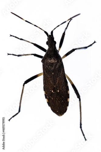 Dicranocephalus setulosus is a Hemiptera, of the Pentatomidae family. Macro photography. photo