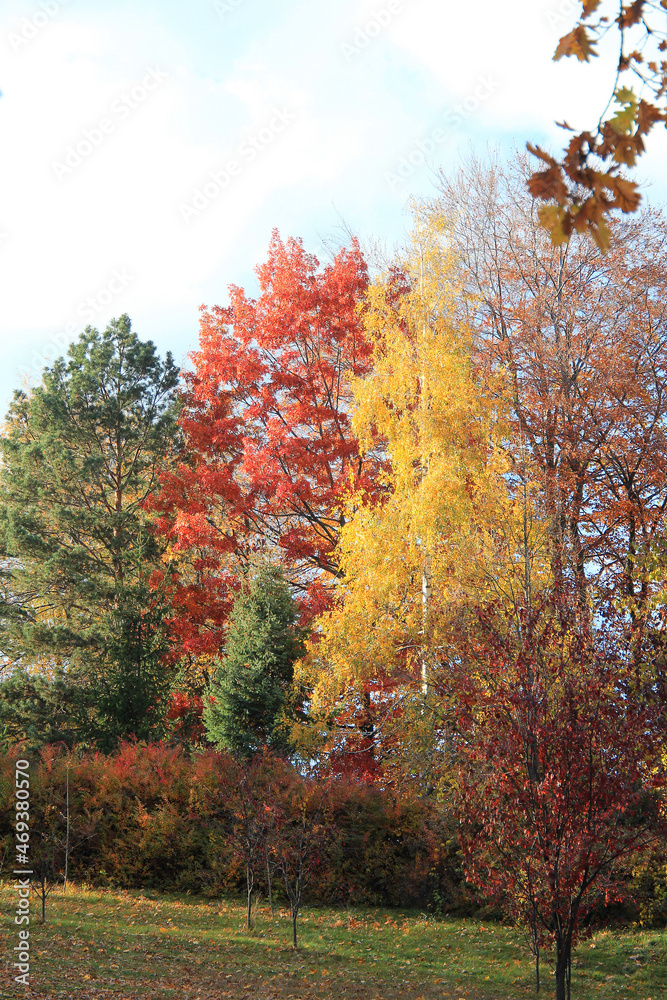 Fototapeta premium exotic sketches of autumn nature in the Botanical Garden