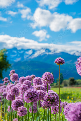 Trevelín- Chubut
Campo de Tulipanes