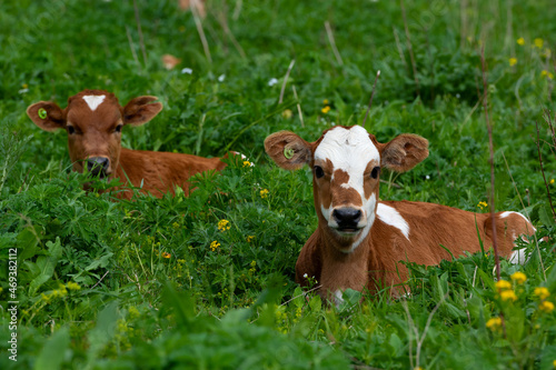 Cute calf graze on a high-altitude meadow. Free grazing