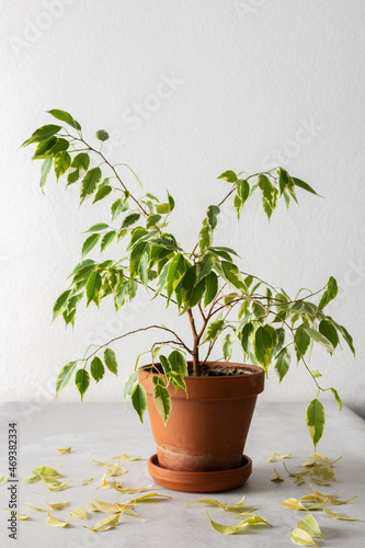 Fotografie Houseplant Ficus Benjamin Kinky loses leaves from improper plant care, yellow fa