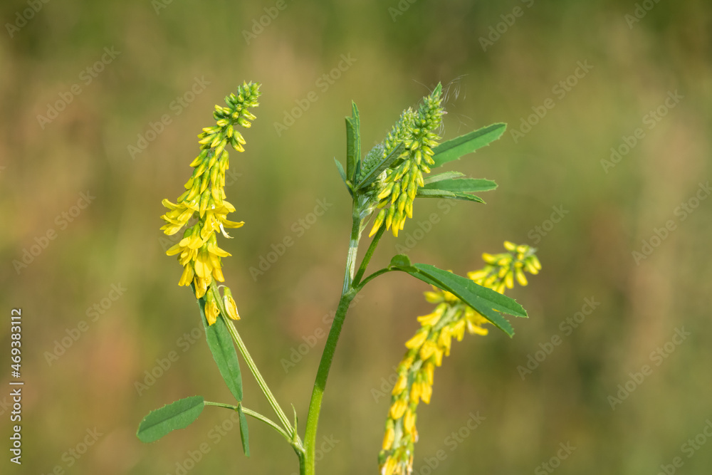 Sweet yellow clover (melilotus officinalis) flowers Sweet yellow clover (melilotus officinalis) flowers