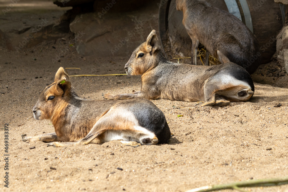 Fototapeta premium mammal’s in the zoo of Antwerp