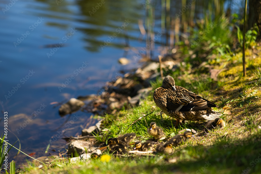 A large mother duck, ducklings rest on the shore of the reservoir and swim. A large mother duck, ducklings rest on the shore of the reservoir and swim.