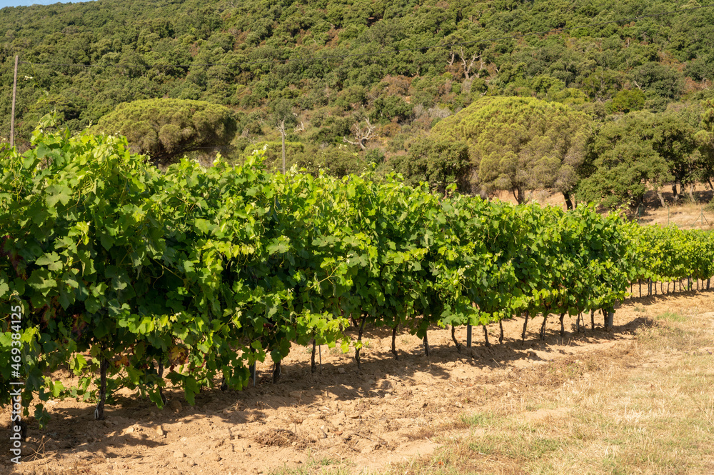 Winemaking in  department Var in  Provence-Alpes-Cote d'Azur region of Southeastern France, vineyards in July with young green grapes near Saint-Tropez, cotes de Provence wine.