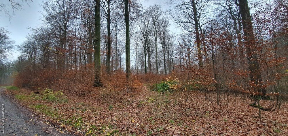 autumn in forest