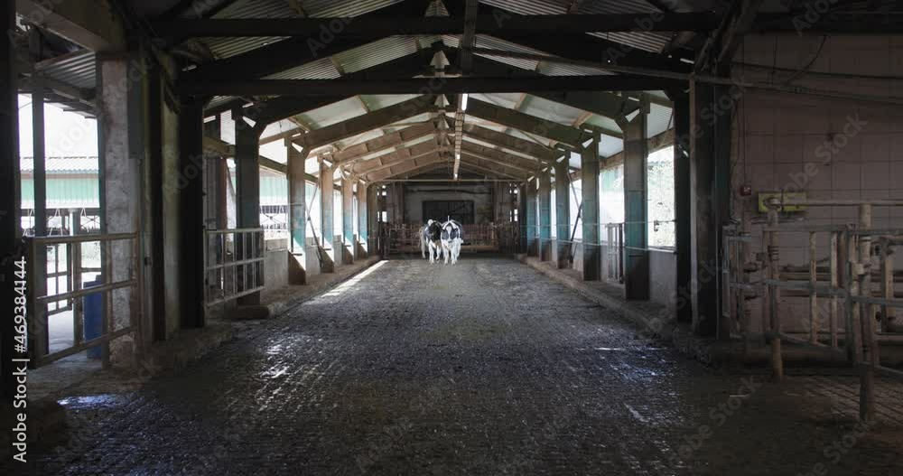 farming and animal husbandry, well-groomed beautiful black and white cow walks through covered hangar in stall at dairy farm farming and animal husbandry, well-groomed beautiful black and white cow walks through covered hangar in stall at dairy farm