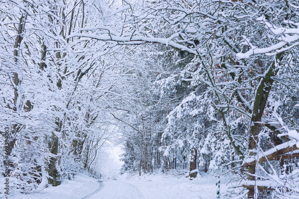 Fototapeta premium Winter road after the snowfall through trees covered in snow.