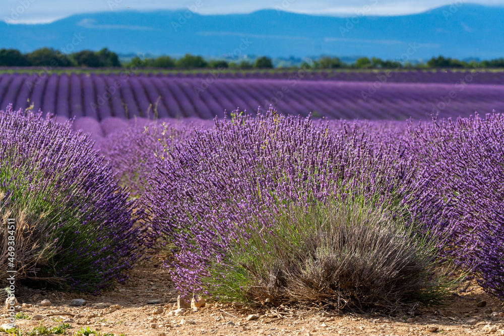 Fototapeta premium Touristic destination in South of France, colorful lavender and lavandin fields in blossom in July on plateau Valensole, Provence.
