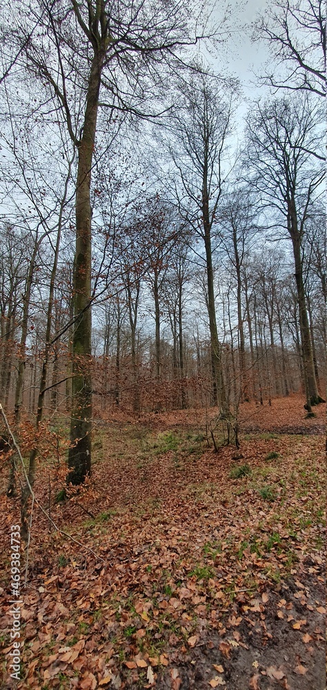 Naklejka premium autumn in forest