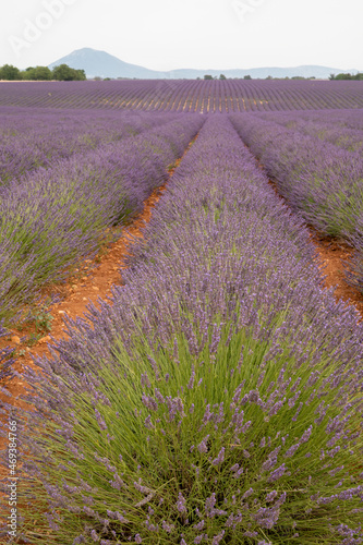 Touristic destination in South of France  colorful lavender and lavandin fields in blossom in July on plateau Valensole  Provence.