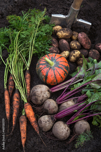 Wallpaper Mural Organic vegetables background. Harvest of fresh raw carrot, beetroot, pumpkin, potato on soil ground in garden
 Torontodigital.ca