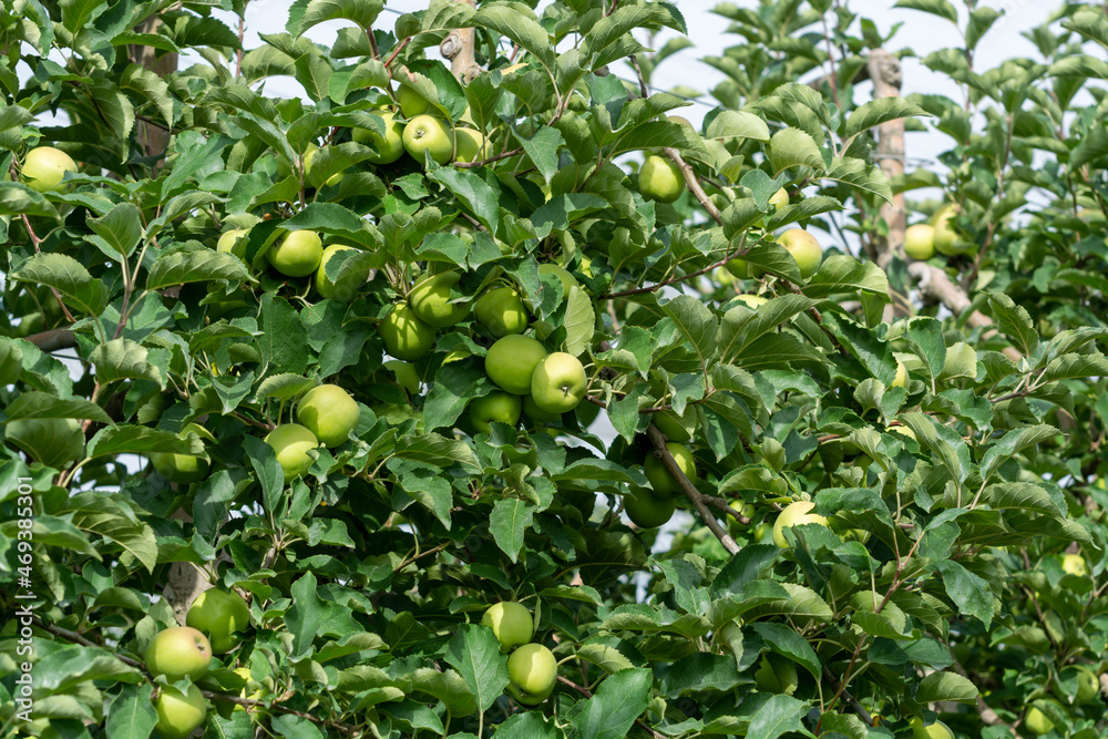 Young green apples growing on apple trees on orchards in Provence, France