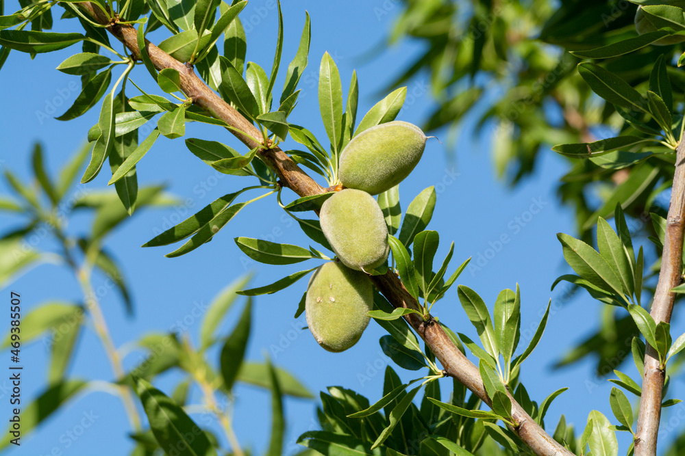Green almonds nuts ripening on tree, cultivation of almond nuts in Provence, France