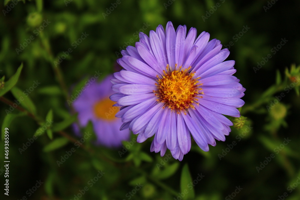 Flower with purple petals in the garden Flower with purple petals in the garden