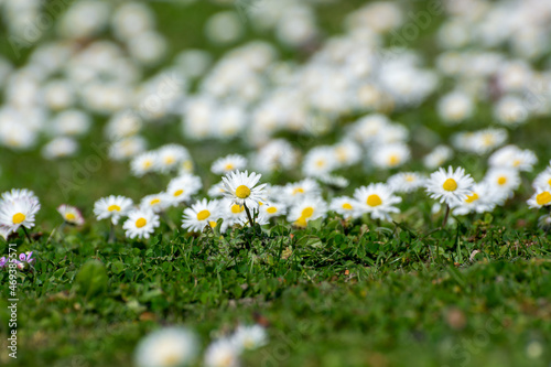 Nature spring background with blossom of white daisies and green grass