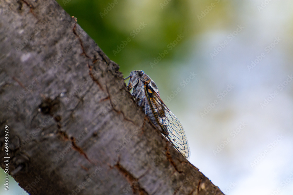 Symbol of Provence, cicada orni insect sits on tree close-up Symbol of Provence, cicada orni insect sits on tree close-up