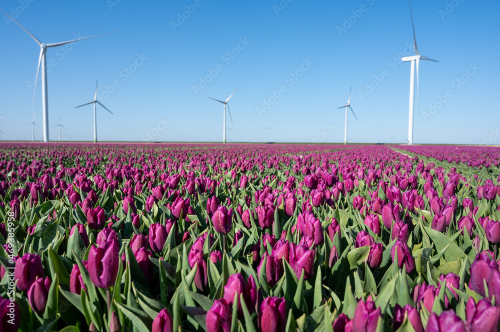 Nature backgound, colorful tulips flowers in blossom on farm fields in April and May and blue sky