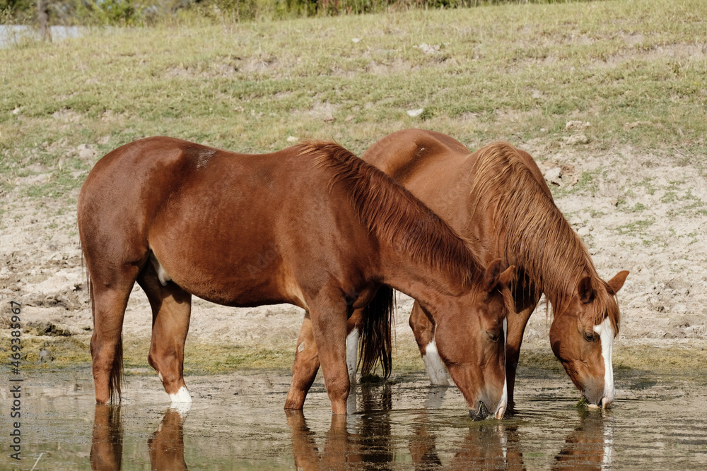 Fototapeta premium Pair of sorrel quarter horses drinking water from pond for animal hydration on sunny day.