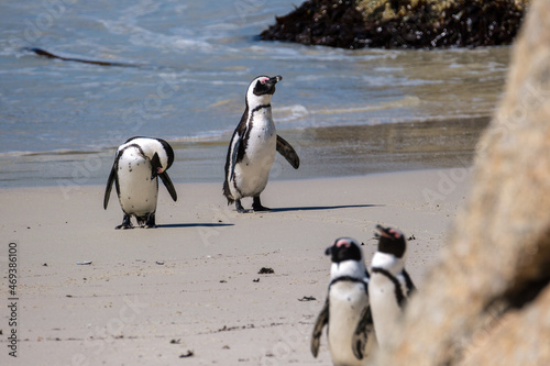 Penguins off the coast of Simons Town, South Africa