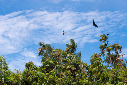 Palmeras tropicales en el pacifico, Colombia