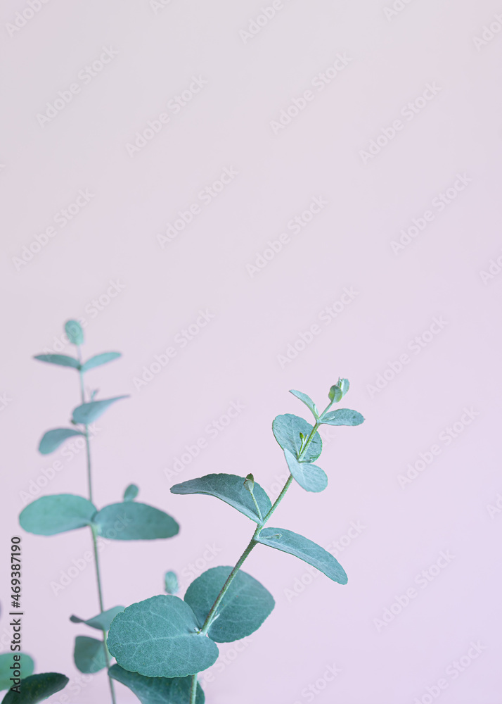 Eucalyptus leaves close-up on a lavender background with copy space