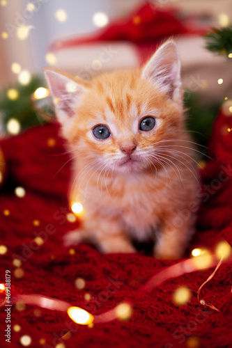 Christmas card ginger kitten with big eyes on festive background. Orange red Cat with christmas lights. Holidays and pets.