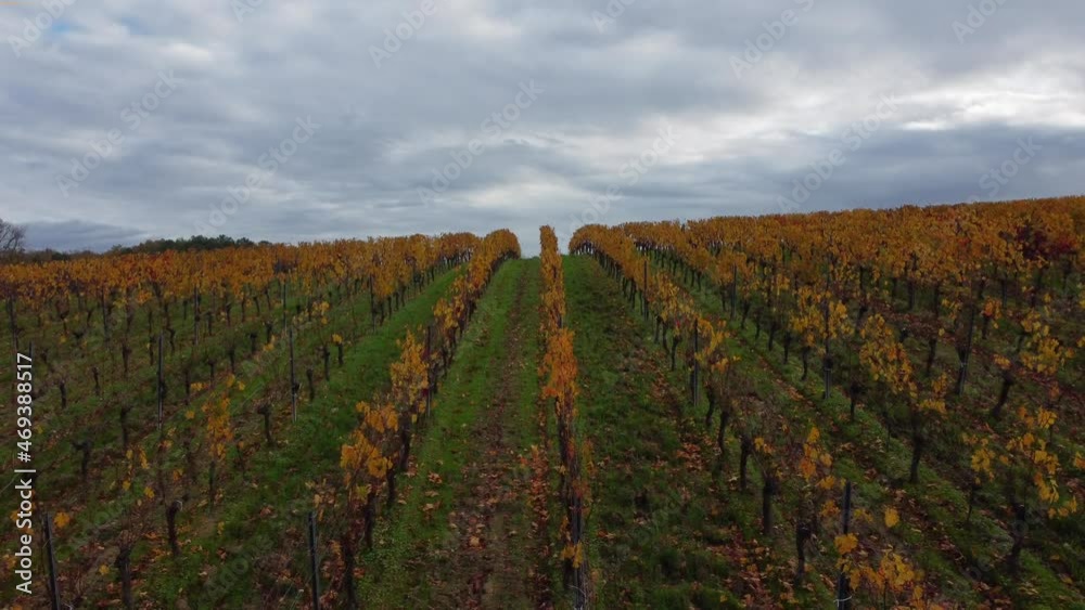Aerial view bordeaux vineyard, landscape vineyard south west of france, europe Aerial view bordeaux vineyard, landscape vineyard south west of france, europe