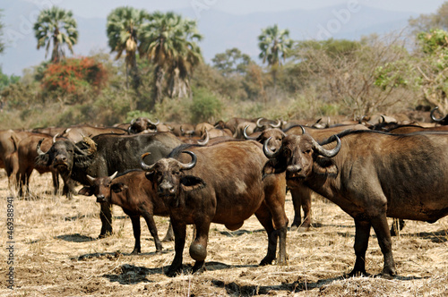 Troupeau de buffles africains dans le parc national du Bas-Zambèze, Zambie