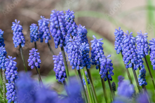 Muscari armeniacum ornamental springtime flowers in bloom  Armenian grape hyacinth flowering blue plants in the garden