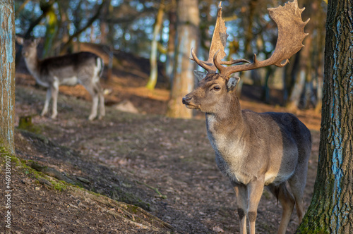 Dama European fallow deer brown color wild ruminant mammal on pasture in autumn winter time  beautiful woodland animal