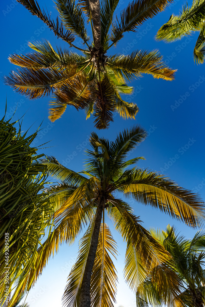 Fototapeta premium low angle shot of large palm trees and sun