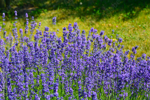 lawenda wąskolistna - lavender (lavandula angustifolia)