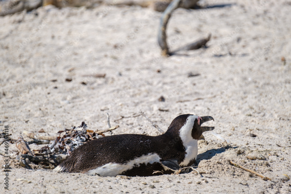 Penguins off the coast of Simons Town, South Africa Penguins off the coast of Simons Town, South Africa