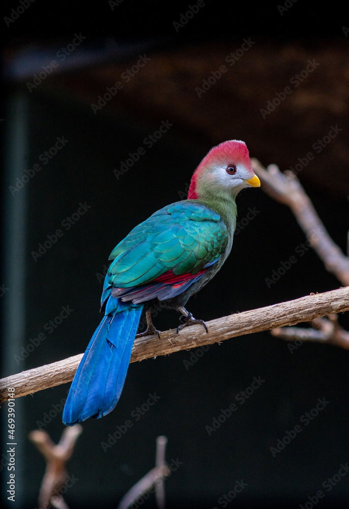 Obraz premium The african Bird