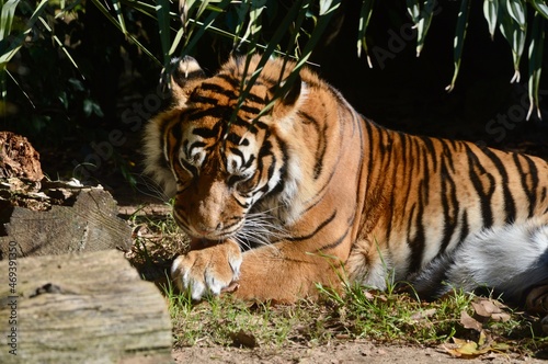Fototapeta Naklejka Na Ścianę i Meble -  tiger in the zoo