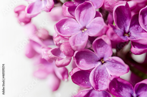 Lilacs in close-up. Purple flowers. Water droplets on the flower.