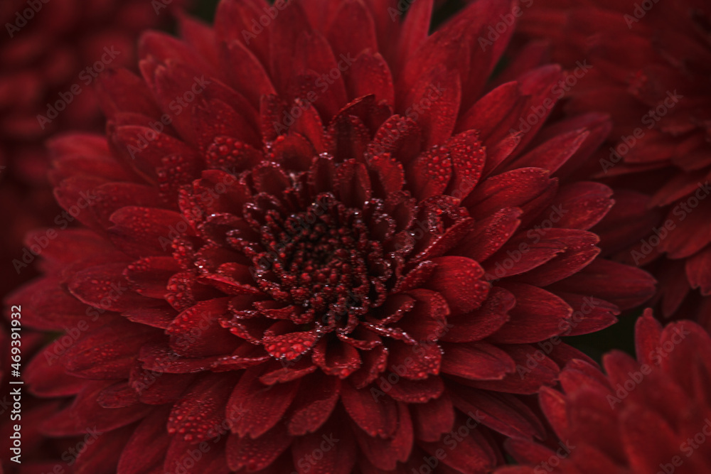 defocused red dahlia petals with drops of dew macro, floral abstract background. Close up of flower dahlia for background, Soft focus defocused red dahlia petals with drops of dew macro, floral abstract background. Close up of flower dahlia for background, Soft focus