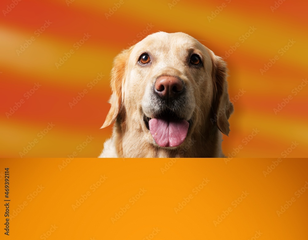 Dog,funny little puppy on colored background looks out Dog,funny little puppy on colored background looks out