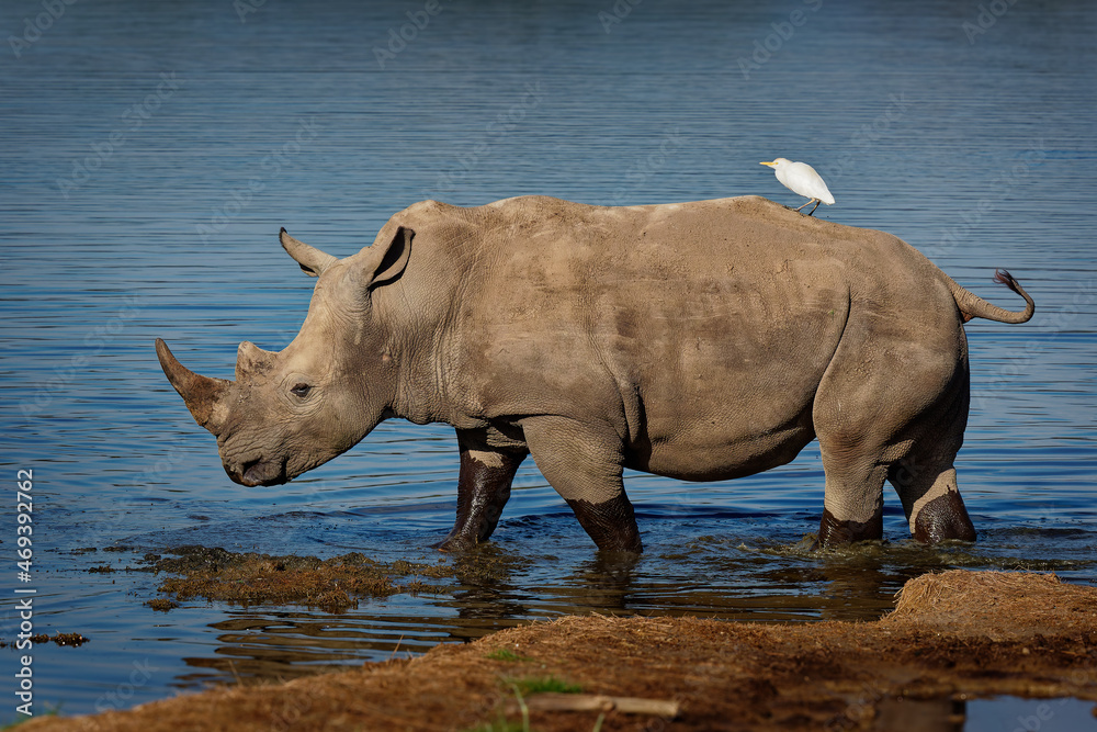 Obraz premium Southern White Rhinoceros or square-lipped rhinoceros - Ceratotherium simum simum, in Lake Nakuru National Park in Kenya, horned rhino feeding on grass, heavy body, large head. White heron on its back