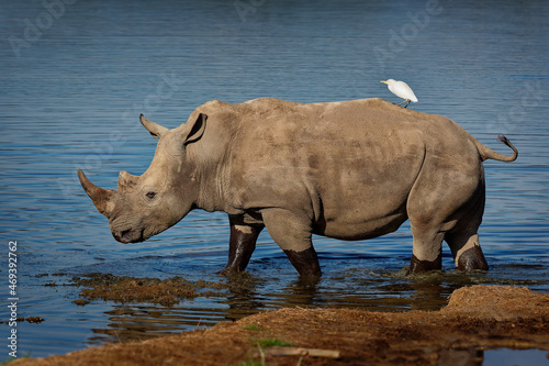 Southern White Rhinoceros or square-lipped rhinoceros - Ceratotherium simum simum, in Lake Nakuru National Park in Kenya, horned rhino feeding on grass, heavy body, large head. White heron on its back