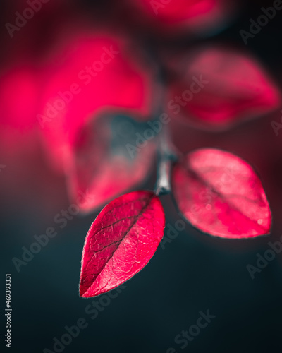 Close up of red leaf, autumn mood, 