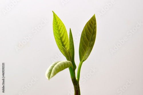 Green Avocado Sprout 01