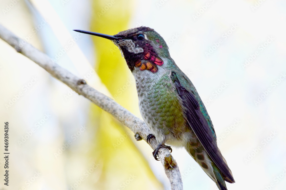 Fototapeta premium Red Capped Anna 04