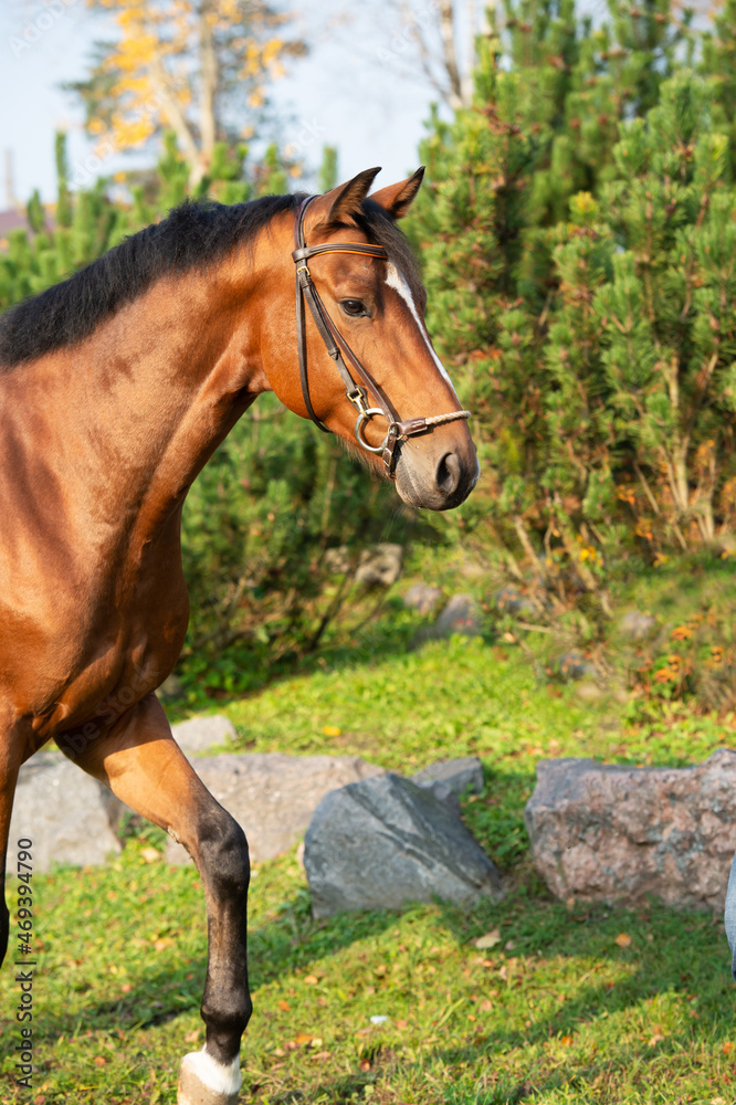 Obraz premium portrait of bay sportive warmblood horse posing in stable garden