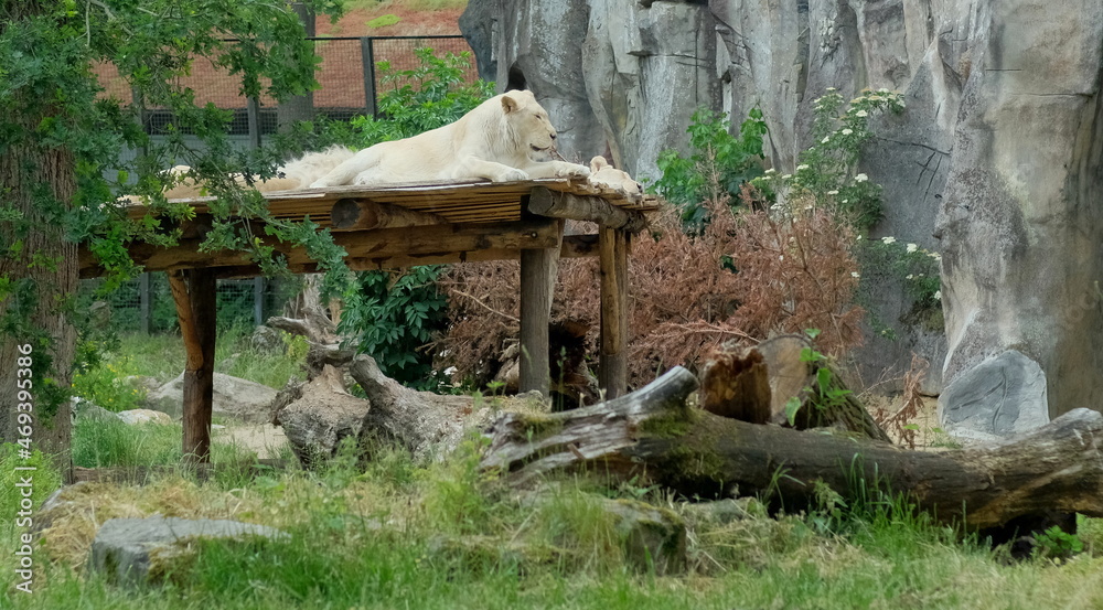 lions sleeping on a roof of structure in a zoo lions sleeping on a roof of structure in a zoo