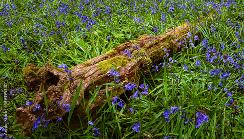 fallen tree with bluebells