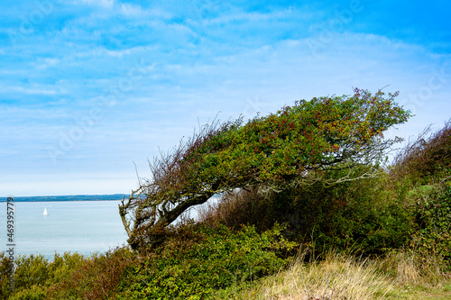 beach and trees