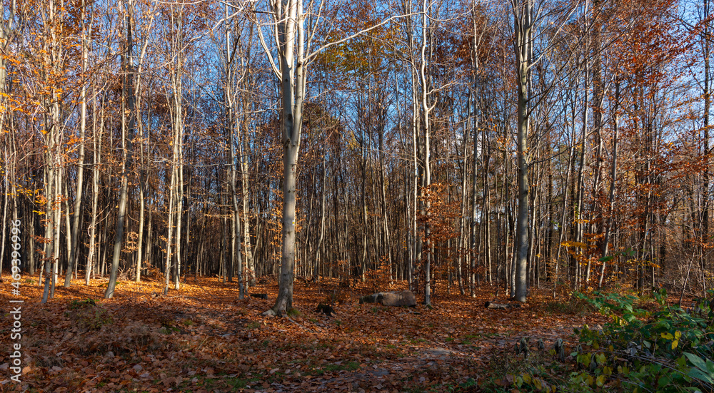 Young beech forest in the late afternoon. Autumn in the forest. Świętokrzyskie Mountains in Poland. Young beech forest in the late afternoon. Autumn in the forest. Świętokrzyskie Mountains in Poland.