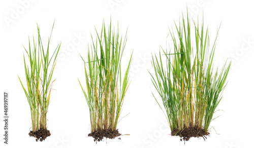 Photo nature green grass or rice plant isolated on white background